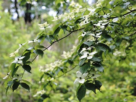 木 代表種|庭木におすすめの常緑樹38種！低木、中木、高木、花木、。